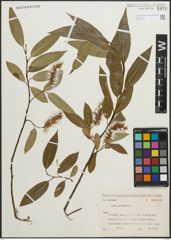 Foto von Salix pentandra L.